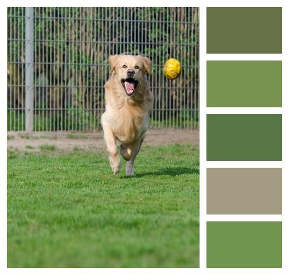 Golden Retriever Animal Shelter Dog Boarding Image